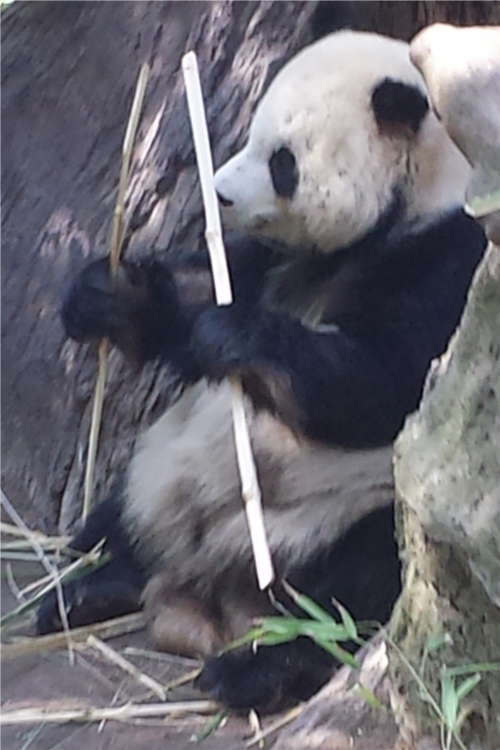 Giant Panda SD Zoo